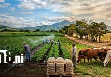 Pese a El Niño, maíz, frijol y ganadería crecerían en Nicaragua para 2026