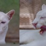 Foto: Crecimiento del puma Itzae en Nicaragua