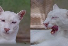 De ternura a solemnidad: nuevas fotos muestran evolución del puma Itzae Foto: Crecimiento del puma Itzae en Nicaragua