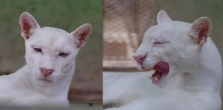 Foto: Crecimiento del puma Itzae en Nicaragua