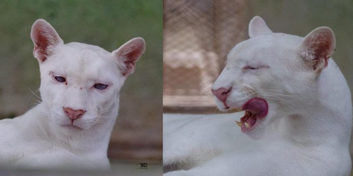 Foto: Crecimiento del puma Itzae en Nicaragua Foto: Crecimiento del puma Itzae en Nicaragua