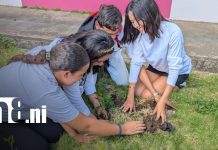 Jornada “Sembrando Dignidad” impulsa la reforestación en Managua Foto: Jornada ambiental en Universidad Sandino, de Managua / TN8