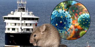 Foto: Caso de hantavirus en pasajero estadounidense activa operativo de emergencia /Cortesía