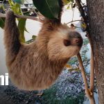 Foto: Oso perezoso causa sensación en casa de Estelí / TN8