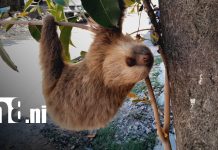 Perezoso sorprende a familia al aparecer en árbol de vivienda en Estelí Foto: Oso perezoso causa sensación en casa de Estelí / TN8