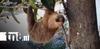 Foto: Oso perezoso causa sensación en casa de Estelí / TN8