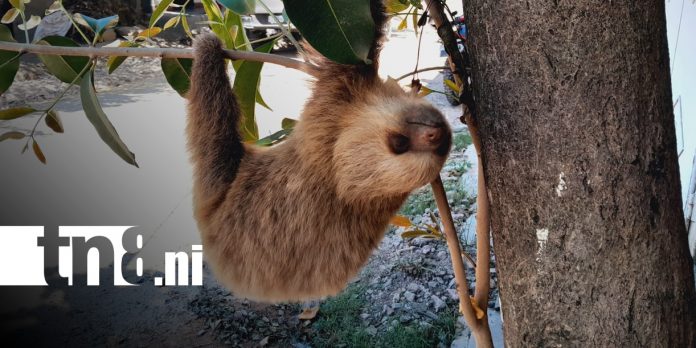Foto: Oso perezoso causa sensación en casa de Estelí / TN8
