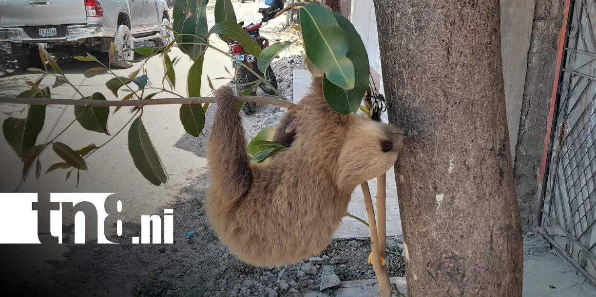 Foto: Oso perezoso causa sensación en casa de Estelí / TN8
