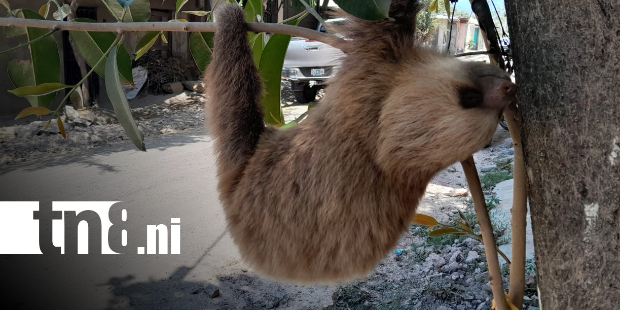 Foto: Oso perezoso causa sensación en casa de Estelí / TN8