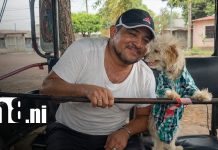 Kira, la perrita protectora que recorre Managua en una caponera Foto: Kira, la perrita más viral de Nicaragua y fiel a su dueño caponero / TN8