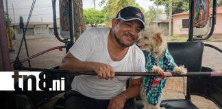 Foto: Kira, la perrita más viral de Nicaragua y fiel a su dueño caponero / TN8