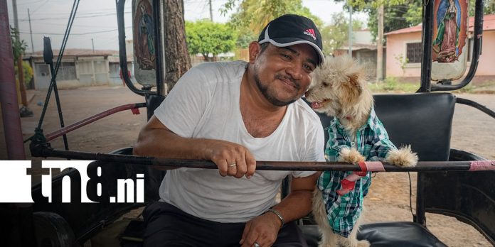 Foto: Kira, la perrita más viral de Nicaragua y fiel a su dueño caponero / TN8 Foto: Kira, la perrita más viral de Nicaragua y fiel a su dueño caponero / TN8