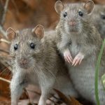 ¿Sabías que el hantavirus se contagia por roedores? Aquí te explicamos todo Foto: ¿Sabías que el hantavirus puede ser mortal? /Cortesía
