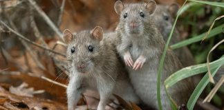 Foto: ¿Sabías que el hantavirus puede ser mortal? /Cortesía