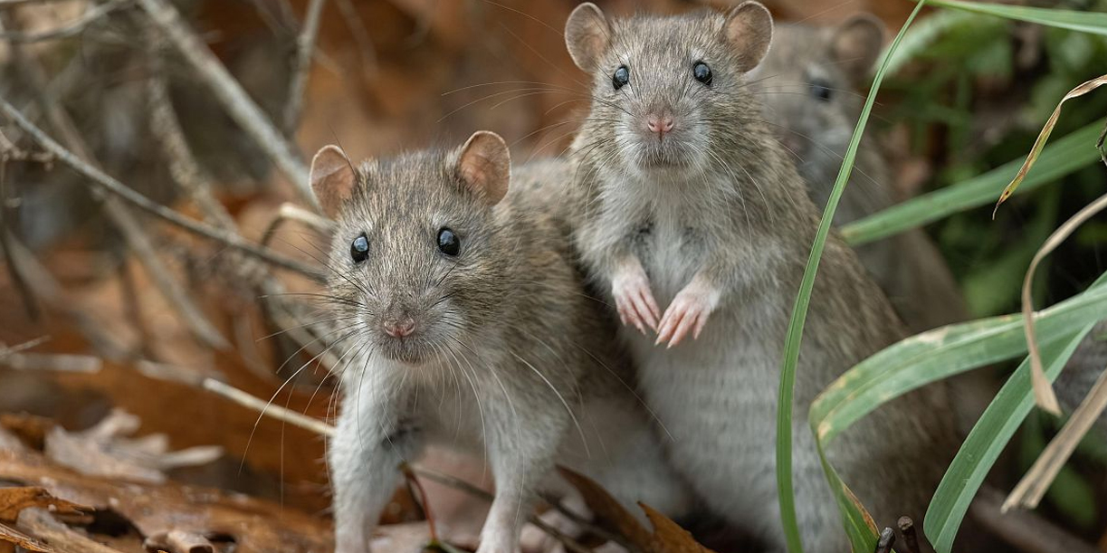 Foto: ¿Sabías que el hantavirus puede ser mortal? /Cortesía