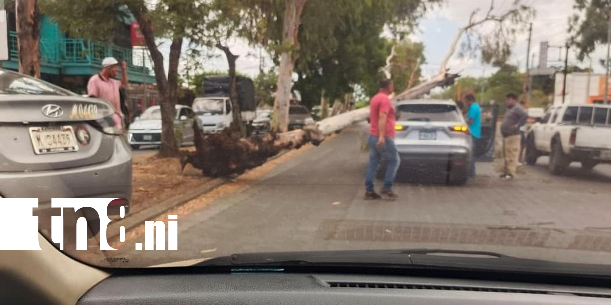 Foto: Árbol se desploma sobre vehículo en plena pista El Dorado /Cortesía