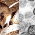Hantavirus bajo alerta: qué es, cómo se contagia, síntomas y tratamiento Foto: ¿Sabías que el hantavirus puede ser mortal? /Cortesía