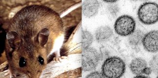 Foto: ¿Sabías que el hantavirus puede ser mortal? /Cortesía