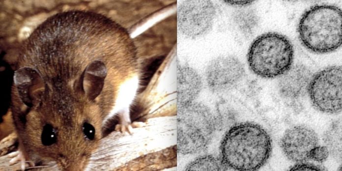 Foto: ¿Sabías que el hantavirus puede ser mortal? /Cortesía Foto: ¿Sabías que el hantavirus puede ser mortal? /Cortesía