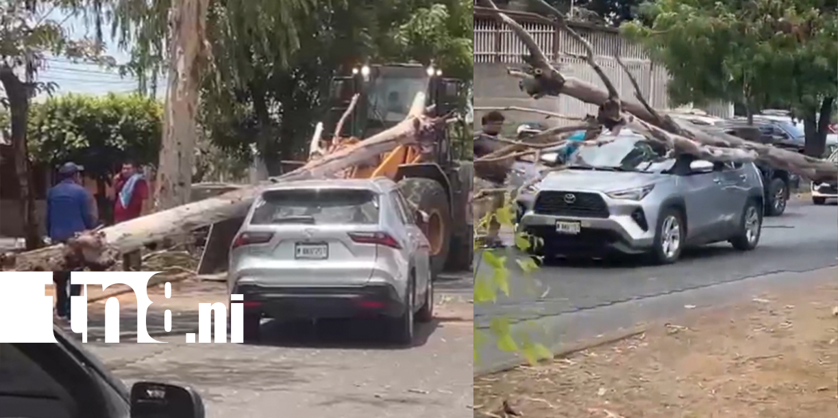 Foto: Árbol se desploma sobre vehículo en plena pista El Dorado /Cortesía