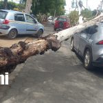 Foto: Árbol se desploma sobre vehículo en plena pista El Dorado /Cortesía