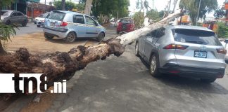 Foto: Árbol se desploma sobre vehículo en plena pista El Dorado /Cortesía
