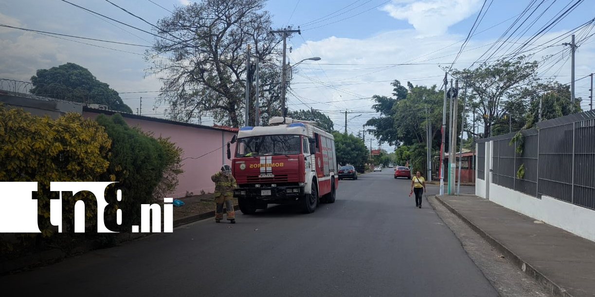 Foto: Abejas africanizadas dejan varios afectados en Managua/TN8