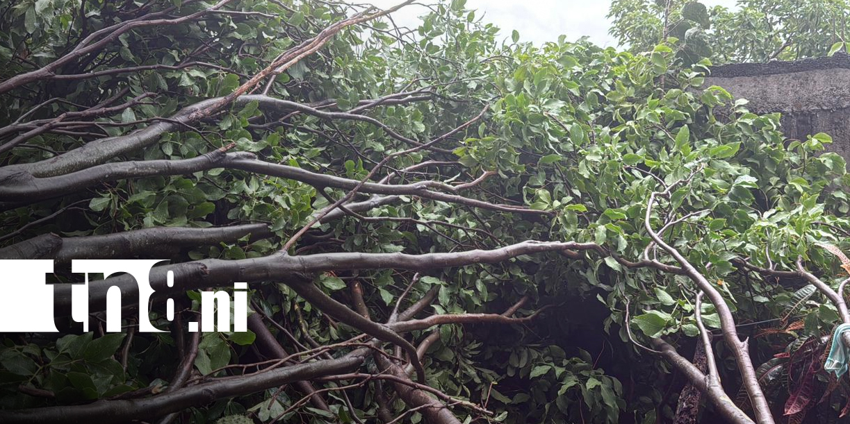 Foto: Árbol cae sobre vivienda en Juigalpa y causa daños/TN8