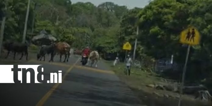 Foto: Motociclista detenido por conducción temeraria en Ometepe/TN8 Foto: Motociclista detenido por conducción temeraria en Ometepe/TN8