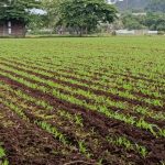 Maíz en primera 2026/2027: se proyecta siembra de más de 338 mil manzanas en Nicaragua Foto: proyectan siembra de maiz en 338 mil manzanas en Nicaragua/Cortesía