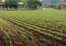 Maíz en primera 2026/2027: se proyecta siembra de más de 338 mil manzanas en Nicaragua Foto: proyectan siembra de maiz en 338 mil manzanas en Nicaragua/Cortesía