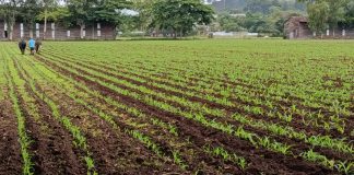 Foto: proyectan siembra de maiz en 338 mil manzanas en Nicaragua/Cortesía