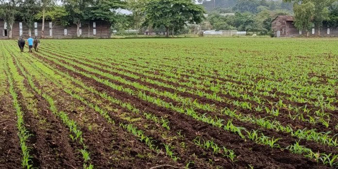 Foto: proyectan siembra de maiz en 338 mil manzanas en Nicaragua/Cortesía Foto: proyectan siembra de maiz en 338 mil manzanas en Nicaragua/Cortesía