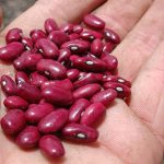 Más de 86 mil familias preparan tierras para la siembra de frijol rojo Foto: Importancia de la siembra de frijol rojo para la alimentación nacional/Cortesía