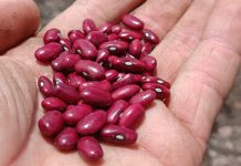 Más de 86 mil familias preparan tierras para la siembra de frijol rojo Foto: Importancia de la siembra de frijol rojo para la alimentación nacional/Cortesía