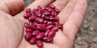 Foto: Importancia de la siembra de frijol rojo para la alimentación nacional/Cortesía