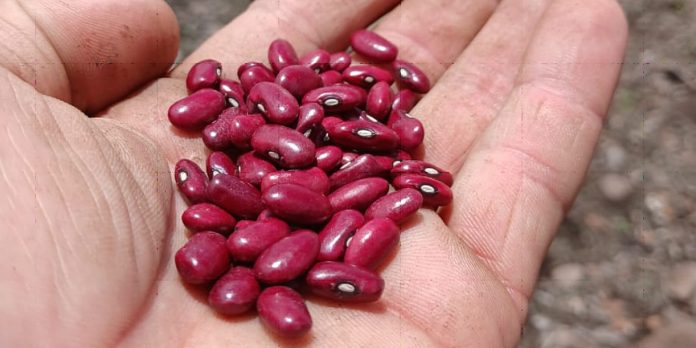 Foto: Importancia de la siembra de frijol rojo para la alimentación nacional/Cortesía Foto: Importancia de la siembra de frijol rojo para la alimentación nacional/Cortesía