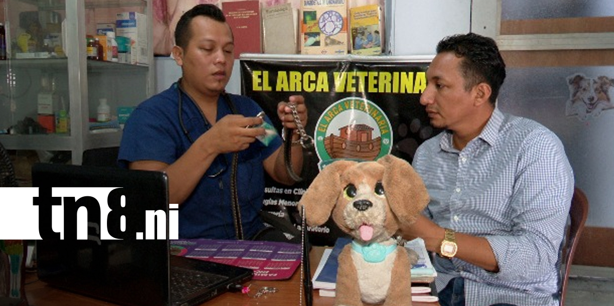 Foto:Ataques de pitbulls reavivan el debate sobre tenencia responsable en Nicaragua/TN8