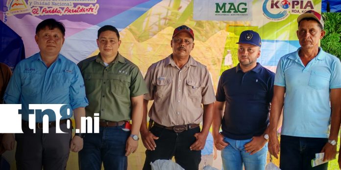 1 Foto: Fortalecen cultivos de arroz en Rivas/TN8