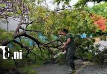Reporte de Sinapred: estas son las principales incidencias en las últimas 24 horas Foto:Fuertes lluvias provocan caída de árboles y afectan vías en Moyogalpa/TN8
