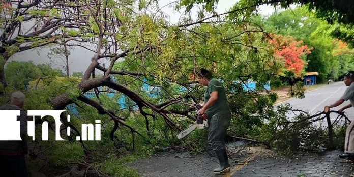 Foto:Fuertes lluvias provocan caída de árboles y afectan vías en Moyogalpa/TN8 Foto:Fuertes lluvias provocan caída de árboles y afectan vías en Moyogalpa/TN8