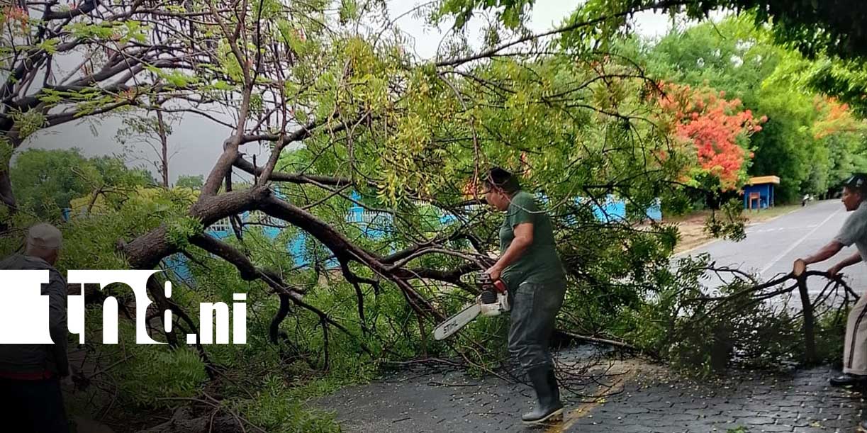 Foto:Fuertes lluvias provocan caída de árboles y afectan vías en Moyogalpa/TN8