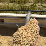 Producción de arroz alcanza 5.8 millones de quintales en Nicaragua Foto: Nicaragua registra crecimiento en la cosecha de arroz este año/Cortesía