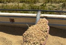 Foto: Nicaragua registra crecimiento en la cosecha de arroz este año/Cortesía