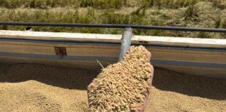 Foto: Nicaragua registra crecimiento en la cosecha de arroz este año/Cortesía