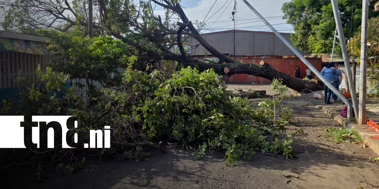 Foto: “Dios me salvó”: enorme árbol cae sobre una casa en Managua/TN8