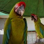 Foto: Zoológico: visita el parque nacional en Nicaragua/TN8