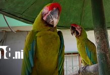 Foto: Zoológico: visita el parque nacional en Nicaragua/TN8