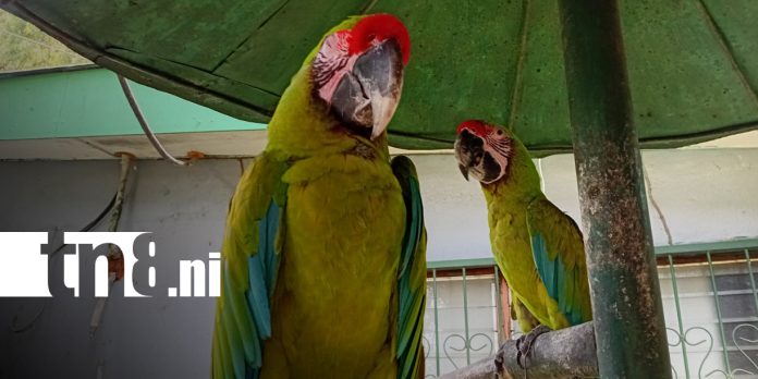 Foto: Zoológico: visita el parque nacional en Nicaragua/TN8