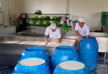 Foto: Sector lácteo reporta 72.7 millones de galones de leche/Cortesía